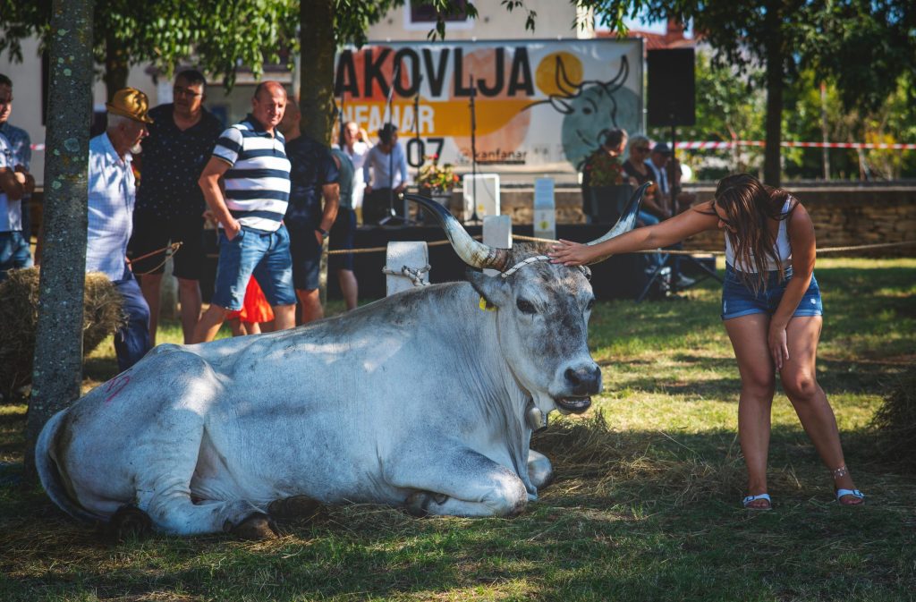 Jakovlja 