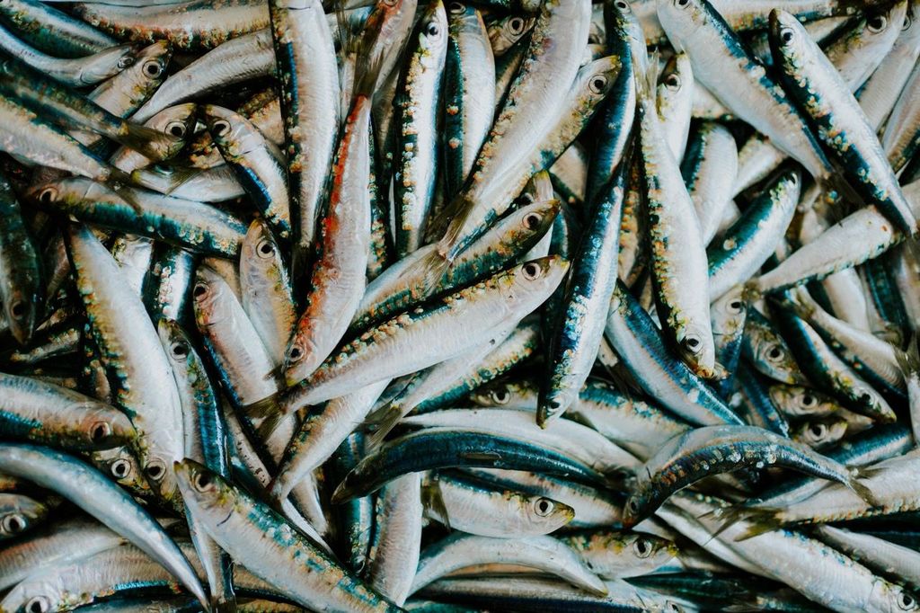 Autor fotografije Ante Gugić